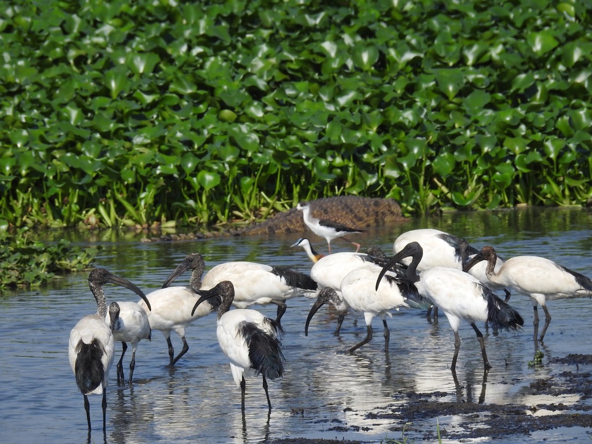 African Sacred Ibis - ML388918261