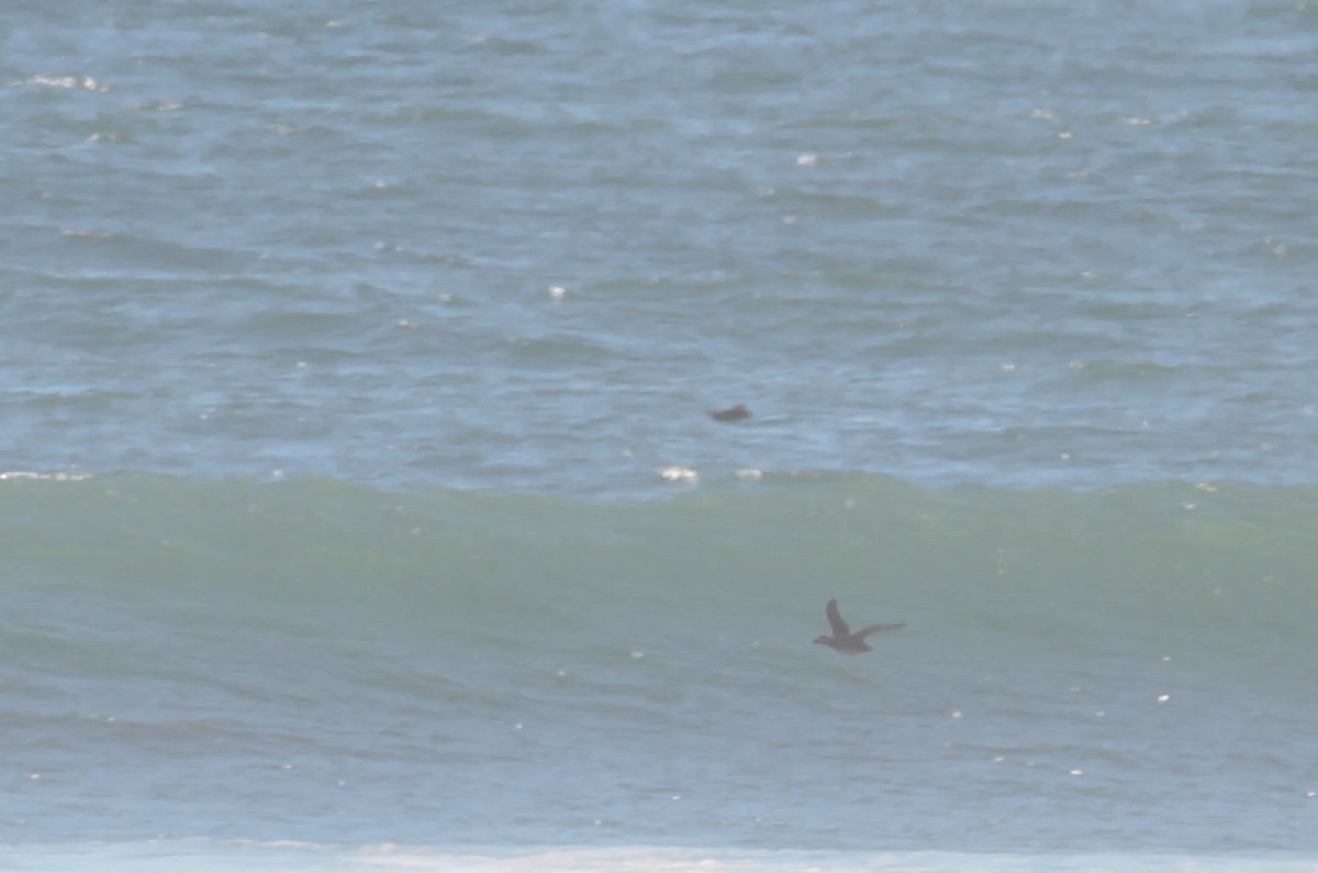 Surf Scoter - ML388918411