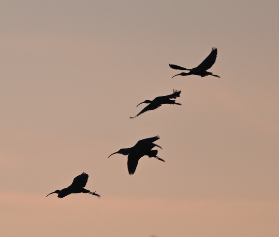 ibis hnědý/americký - ML388918831