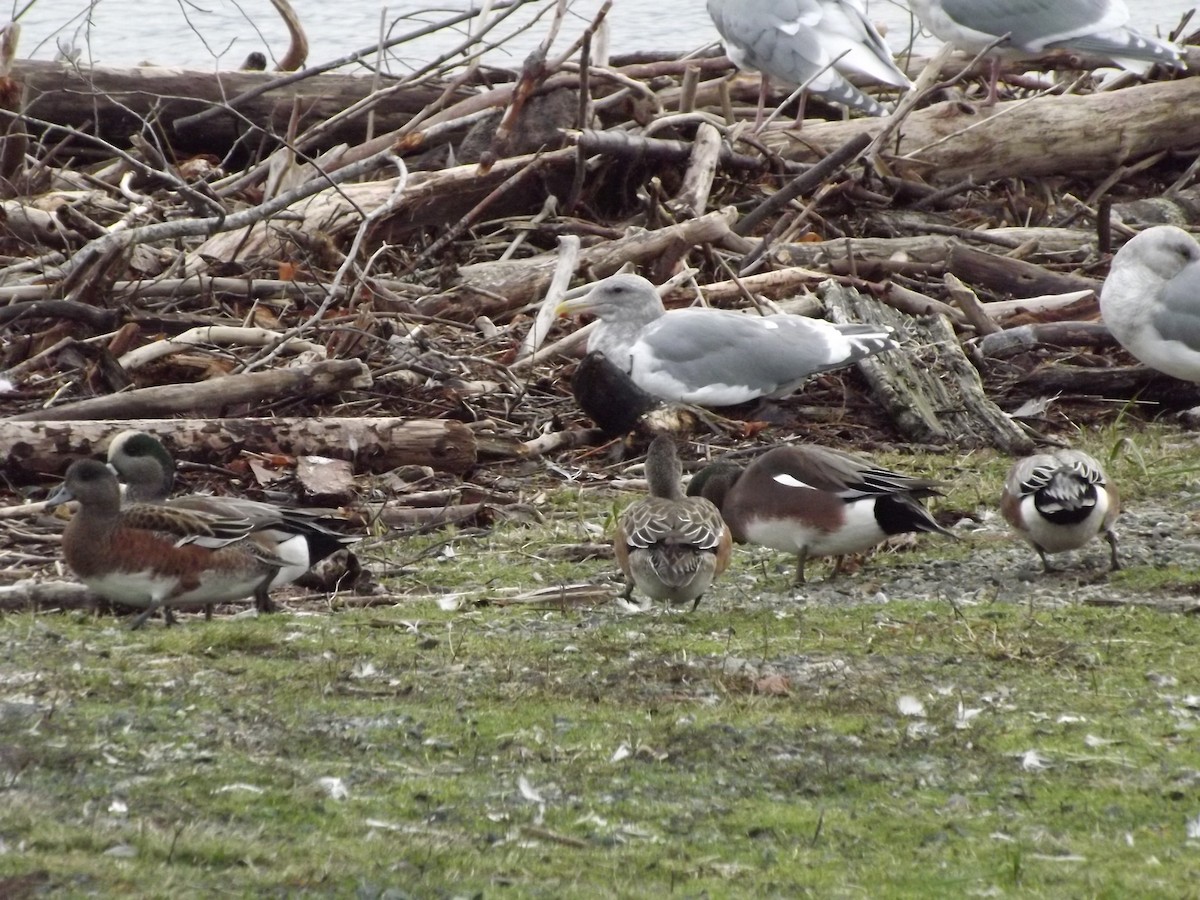 American Wigeon - ML388920261