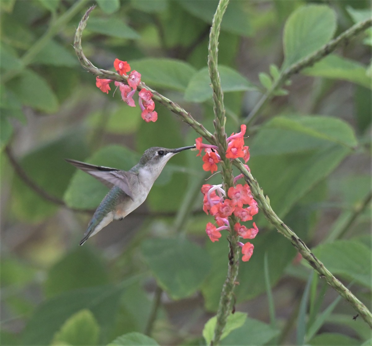 Colibrí Gorjirrubí - ML388920311