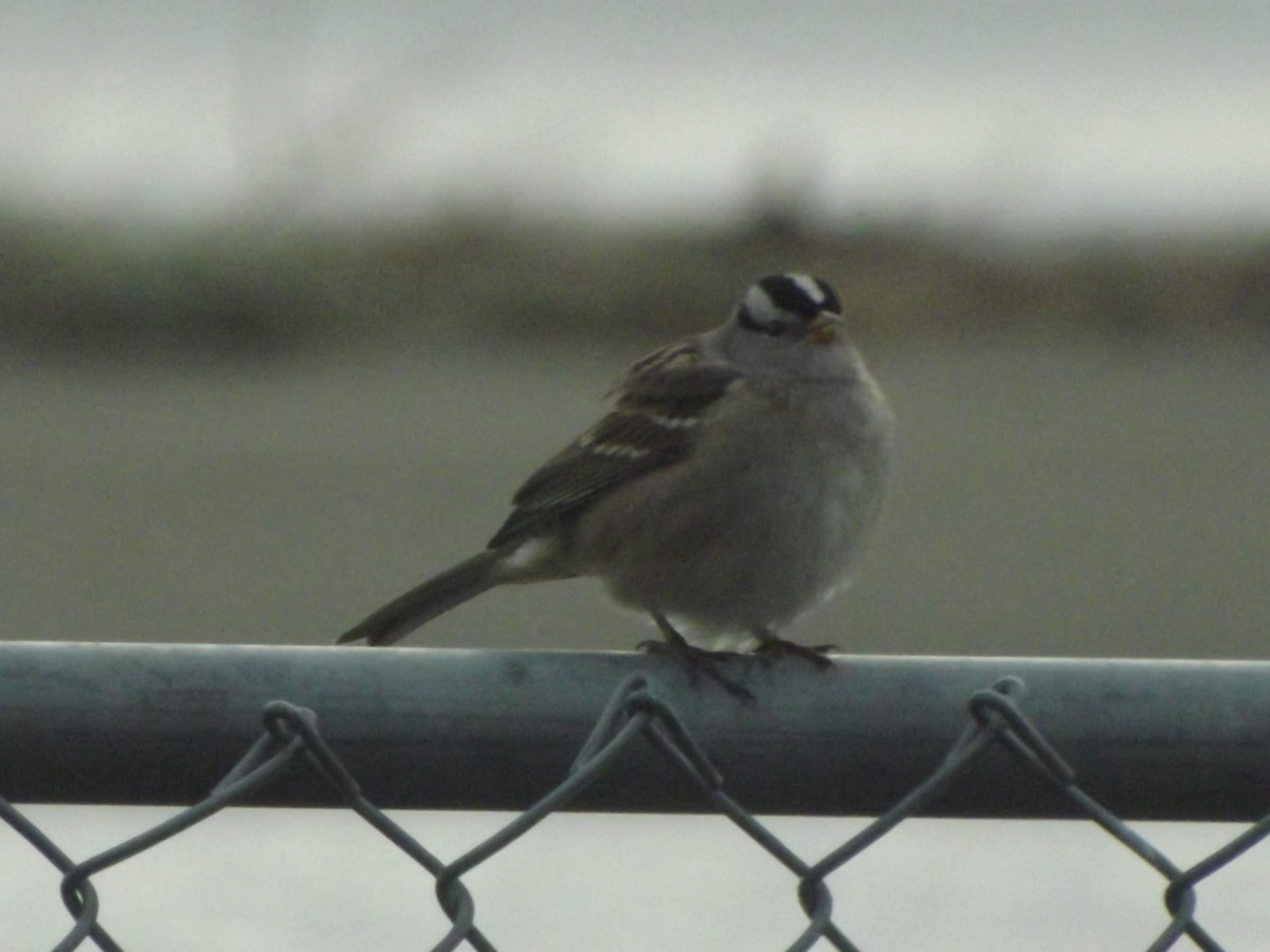 White-crowned Sparrow - ML388920871