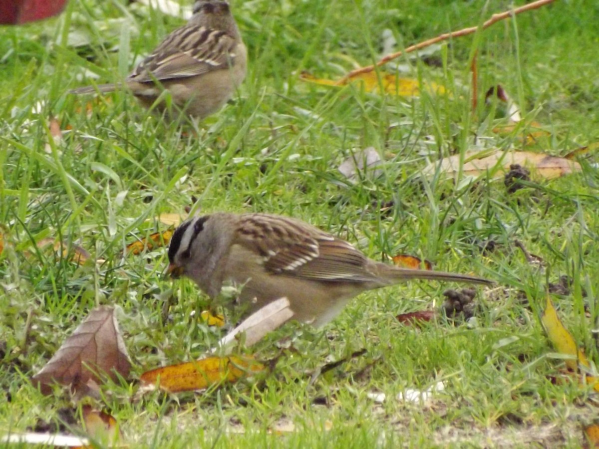 White-crowned Sparrow - ML388921131