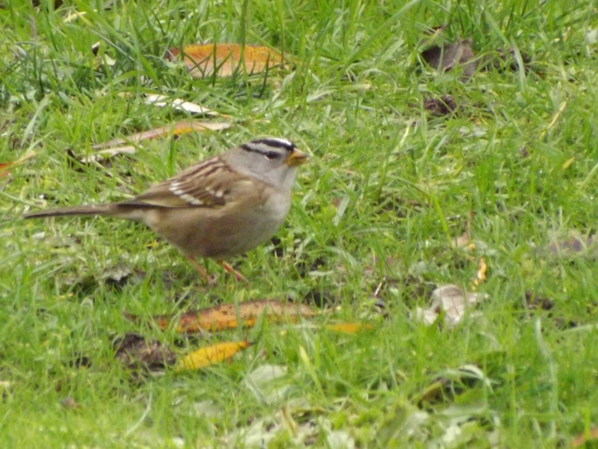 White-crowned Sparrow - ML388921191