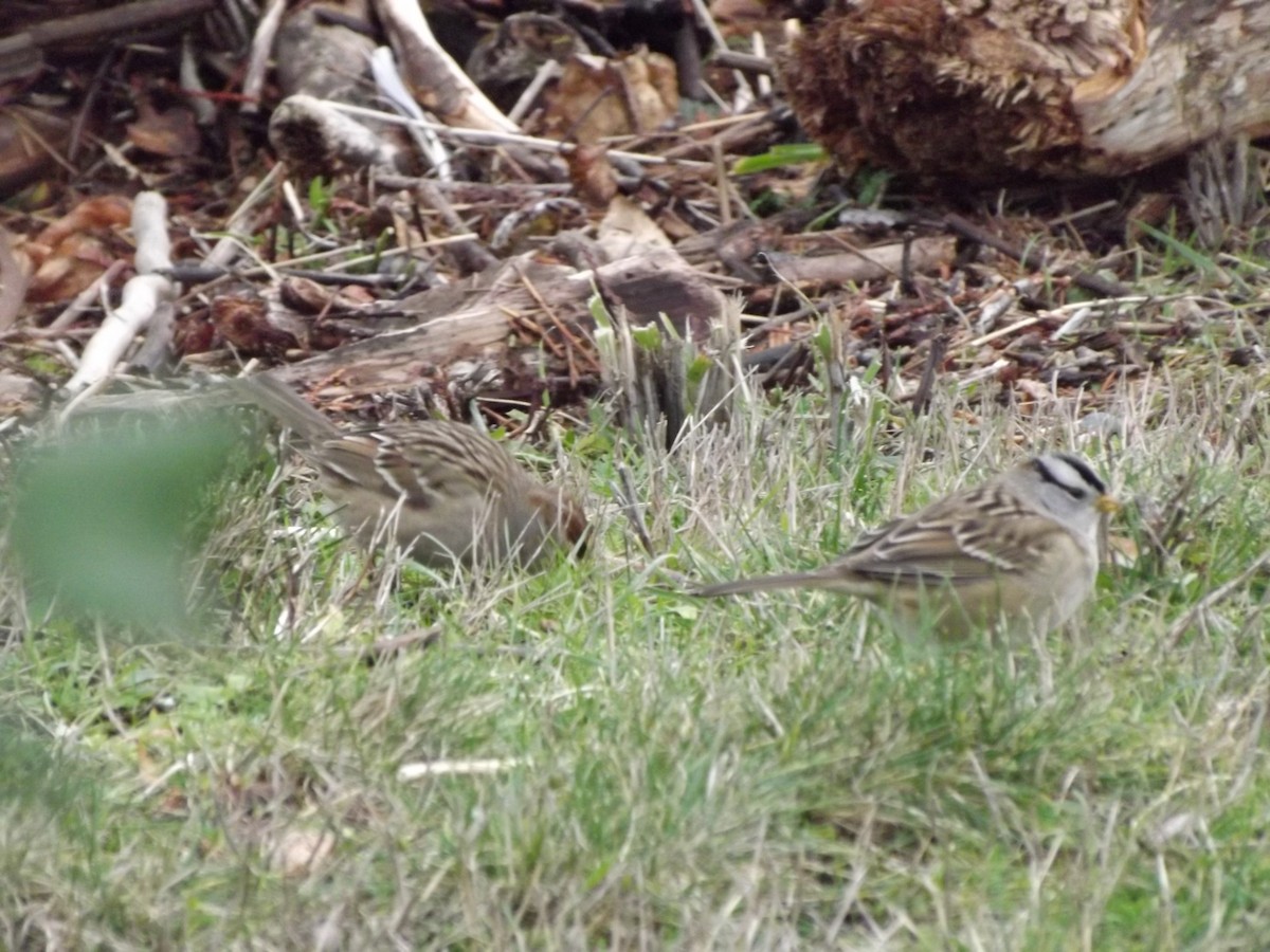 White-crowned Sparrow - ML388921451