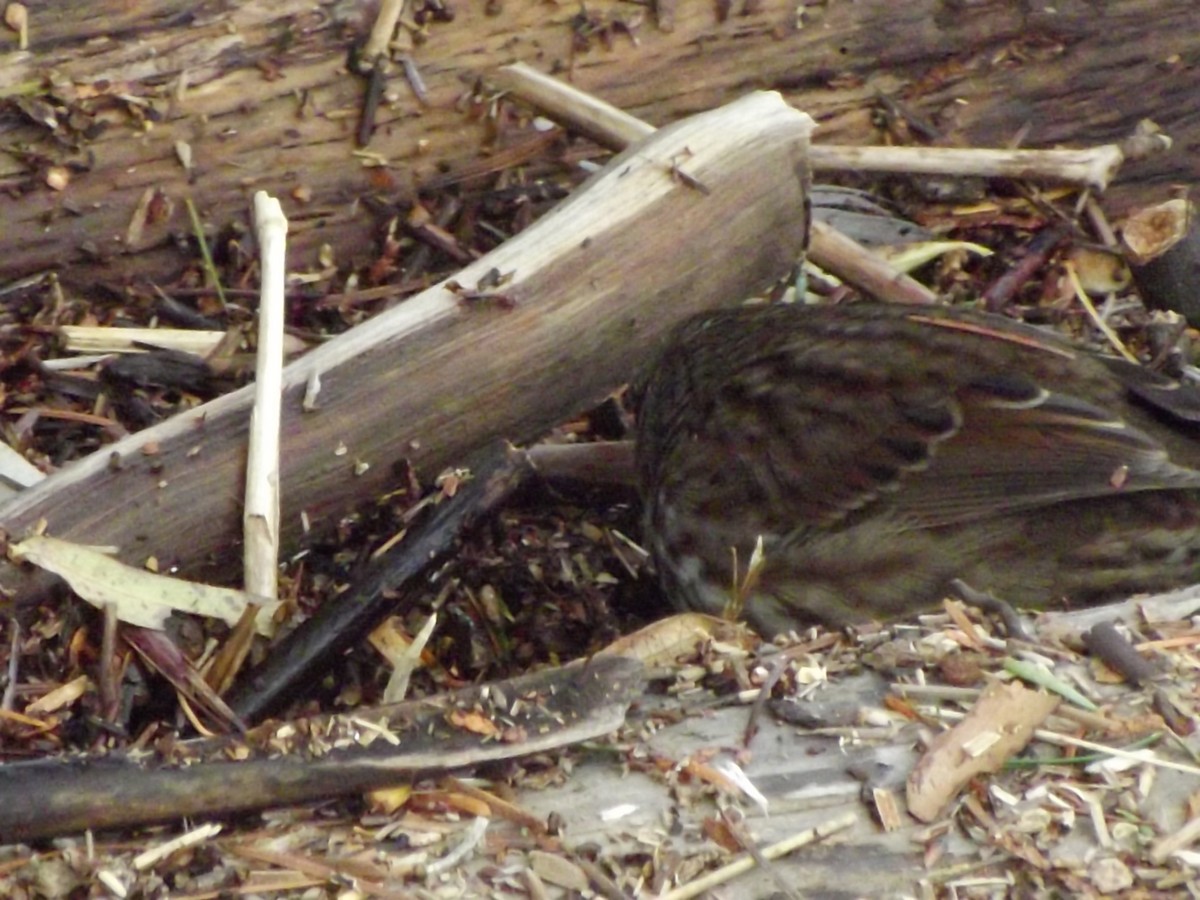 Song Sparrow - ML388921981