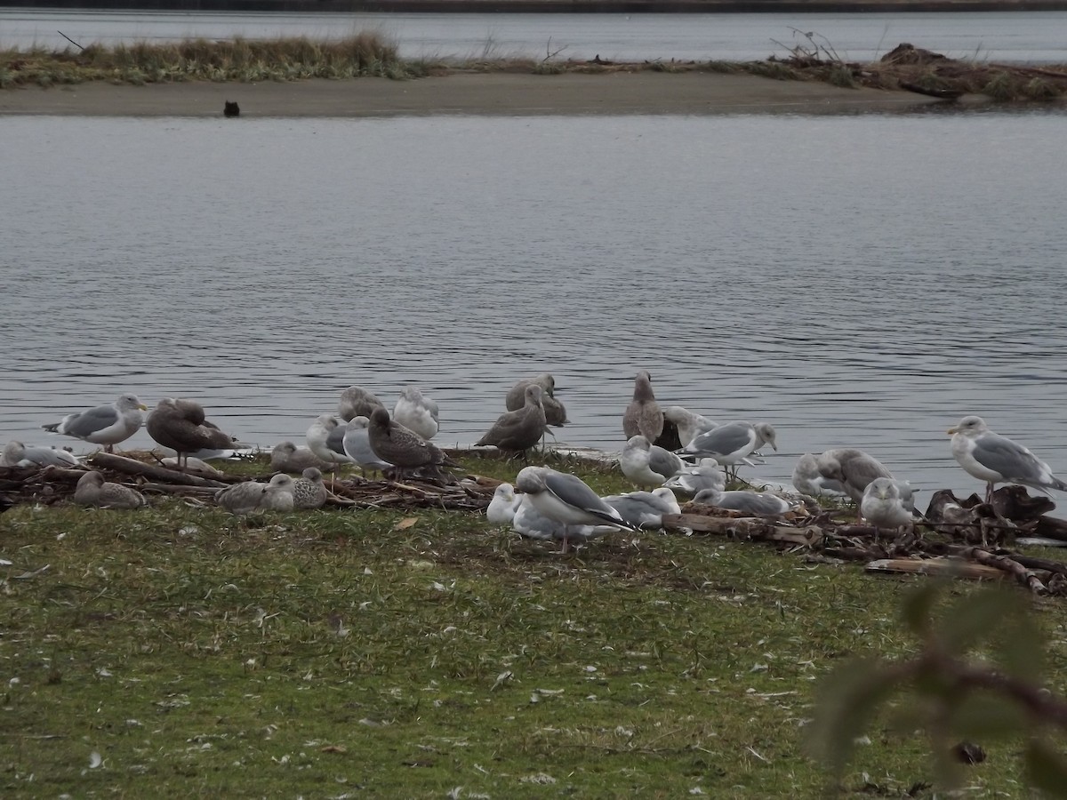 Glaucous-winged Gull - ML388922301