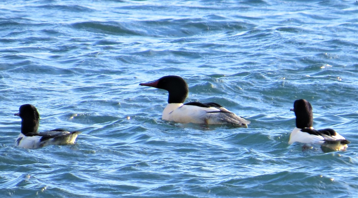 Common Merganser - ML388922501