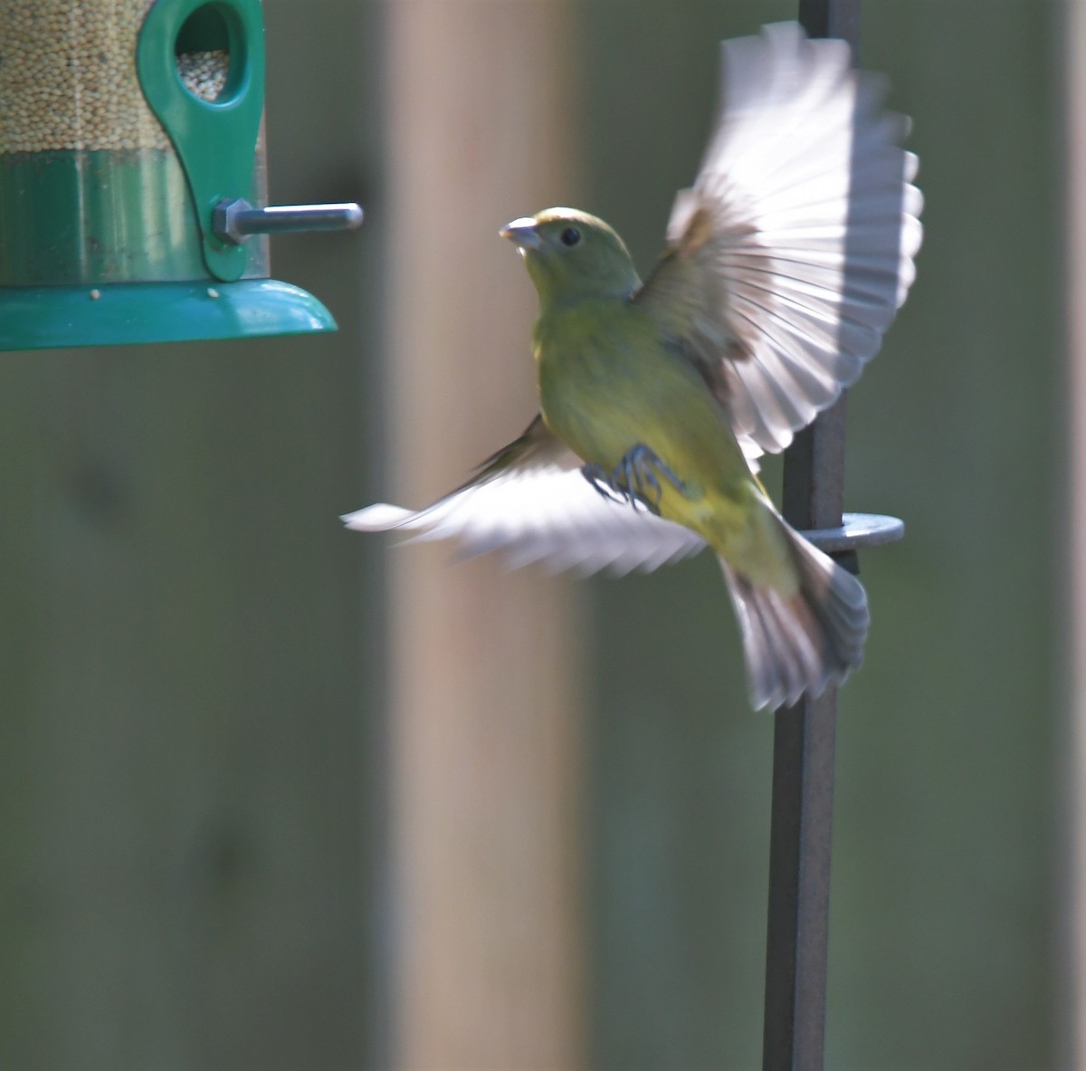 Painted Bunting - ML388923041