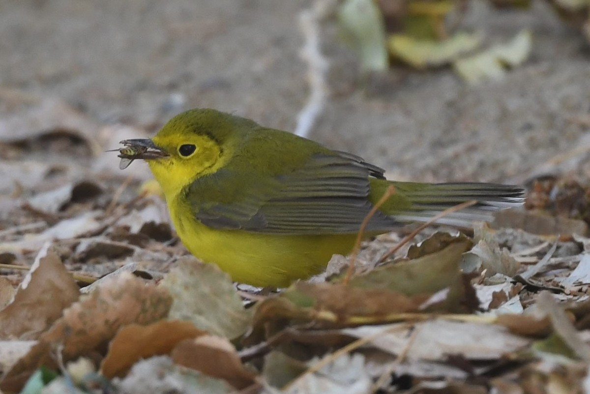 Hooded Warbler - ML388924621
