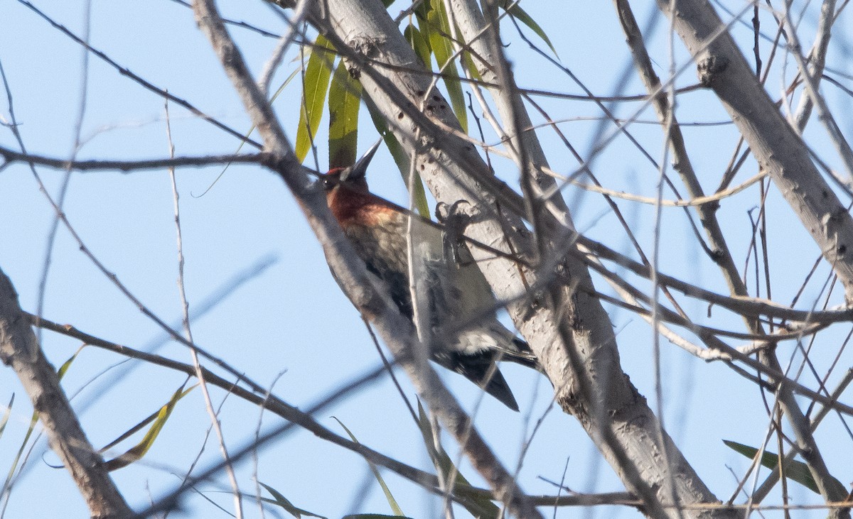 Red-breasted Sapsucker - ML388924741