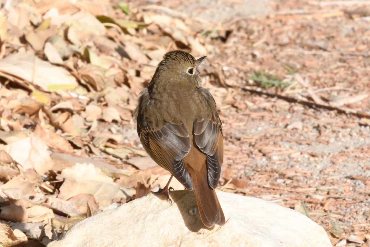 Hermit Thrush - ML388924951