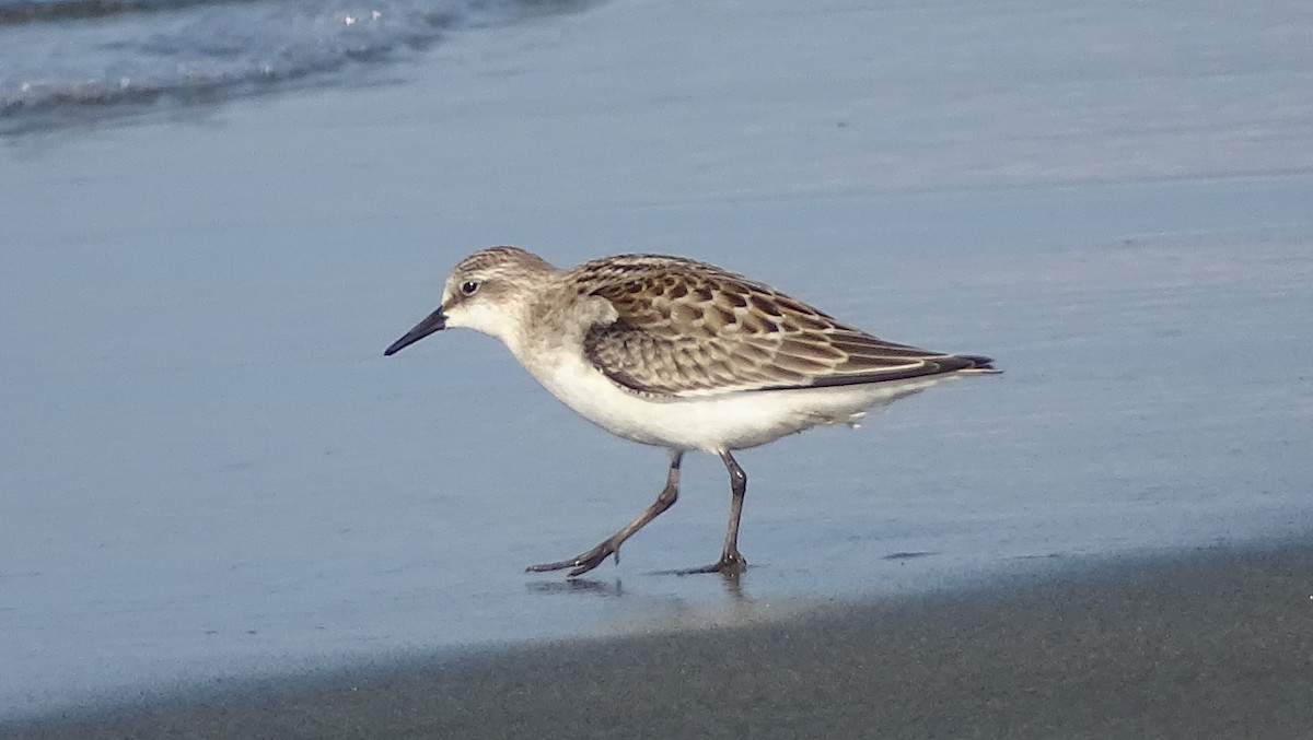 Little Stint - ML388925321