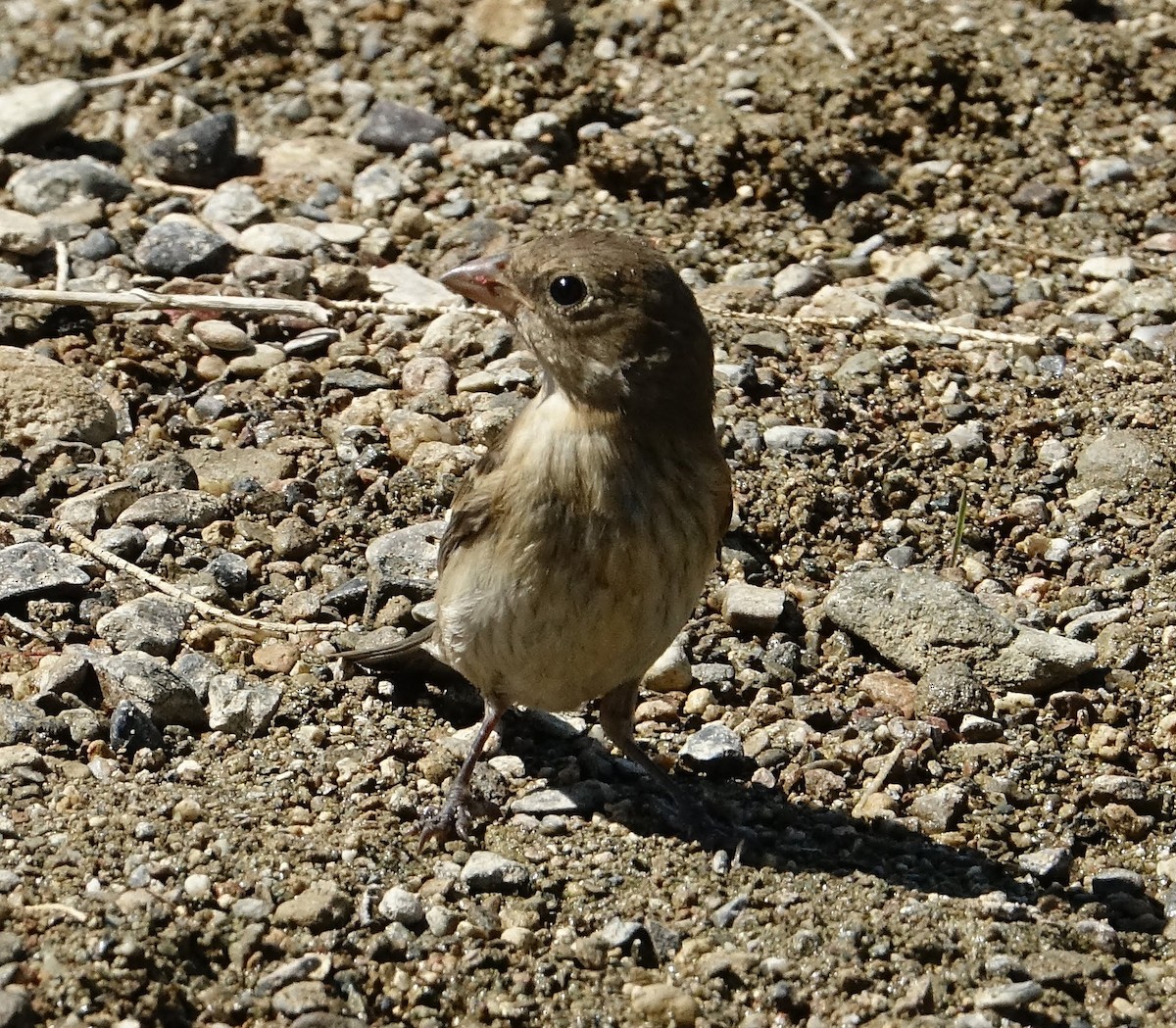 Passerin indigo - ML388926471