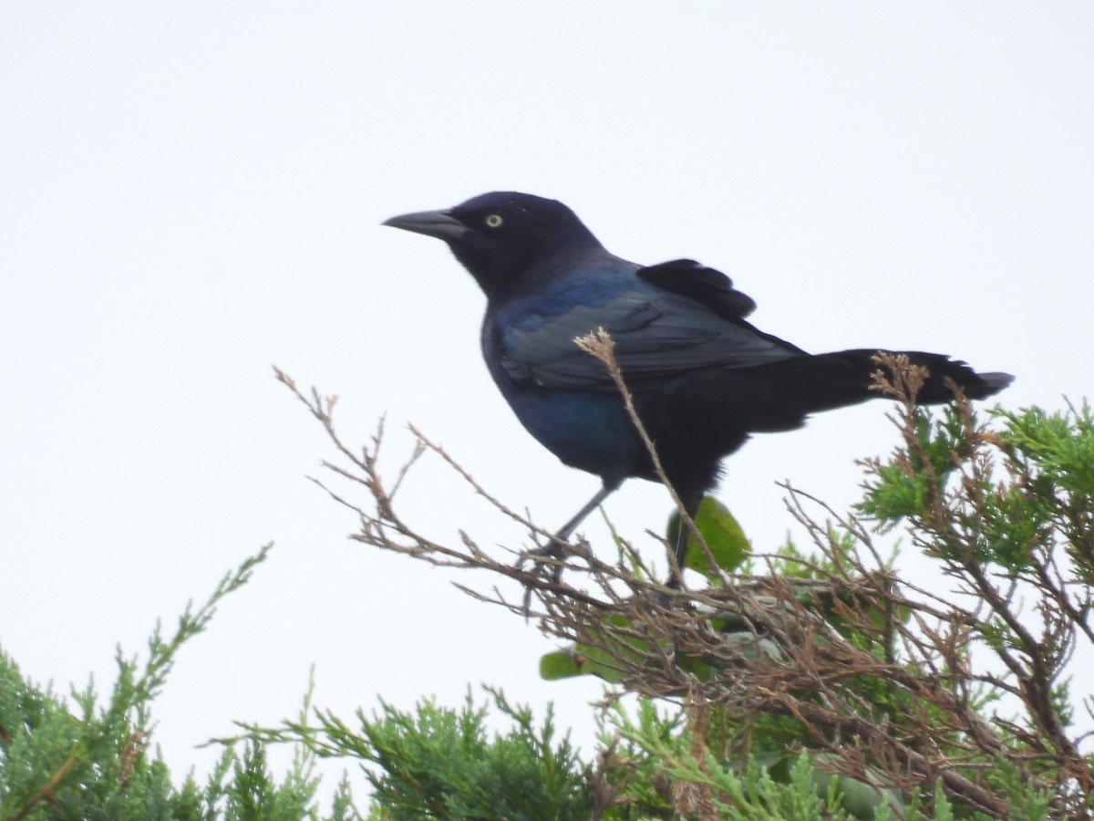 Boat-tailed Grackle - ML388928441