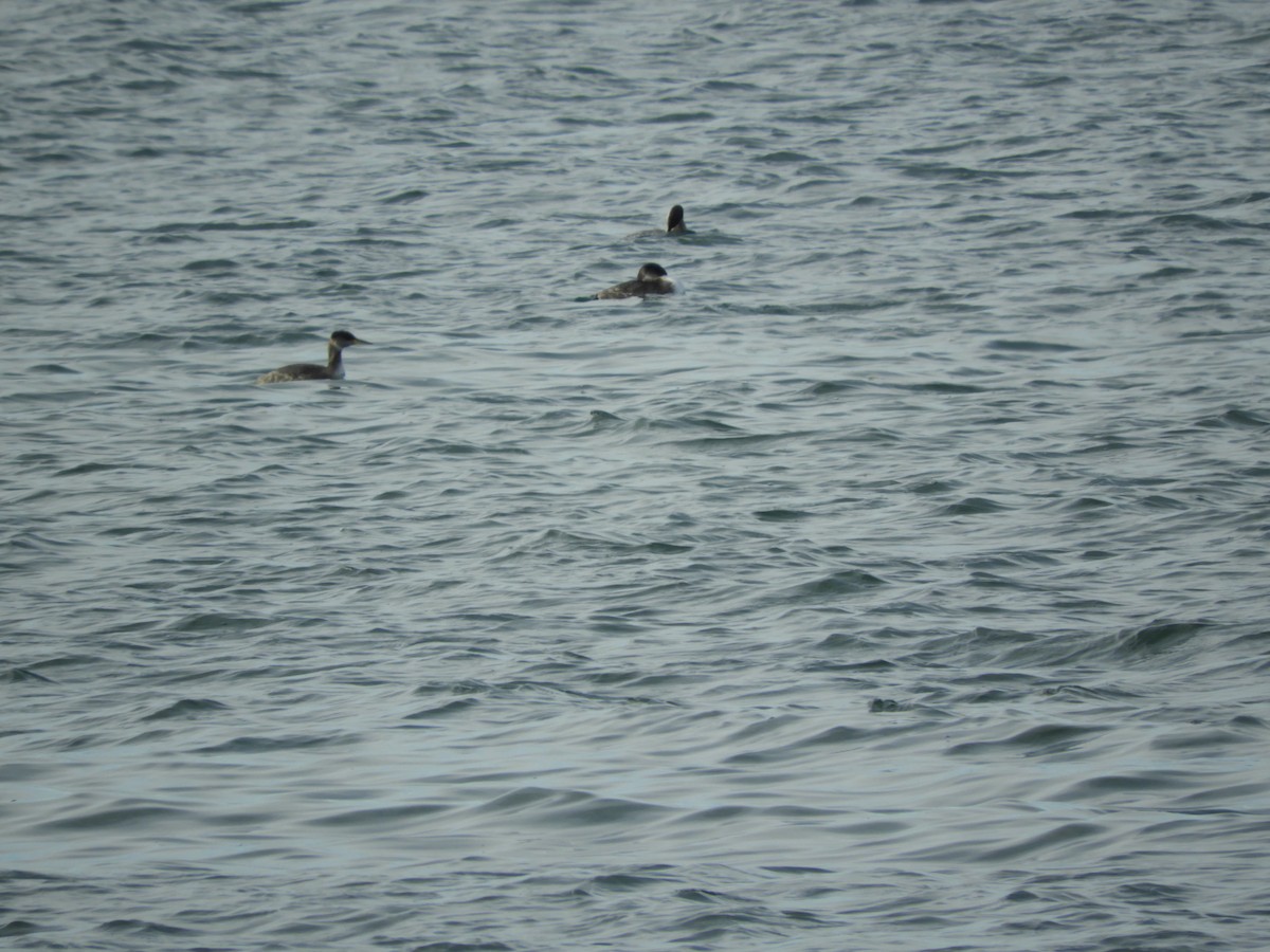 Red-necked Grebe - ML388928921