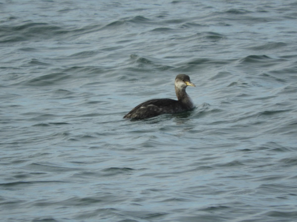 Red-necked Grebe - ML388928961