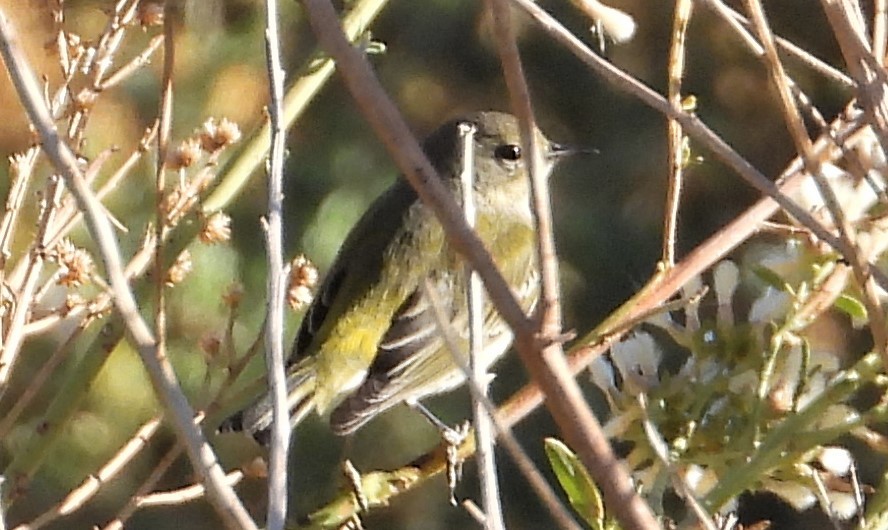 Cape May Warbler - ML388929901