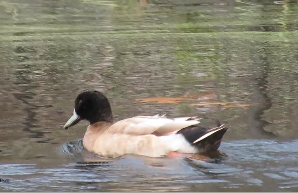 Mallard (Domestic type) - ML388931111