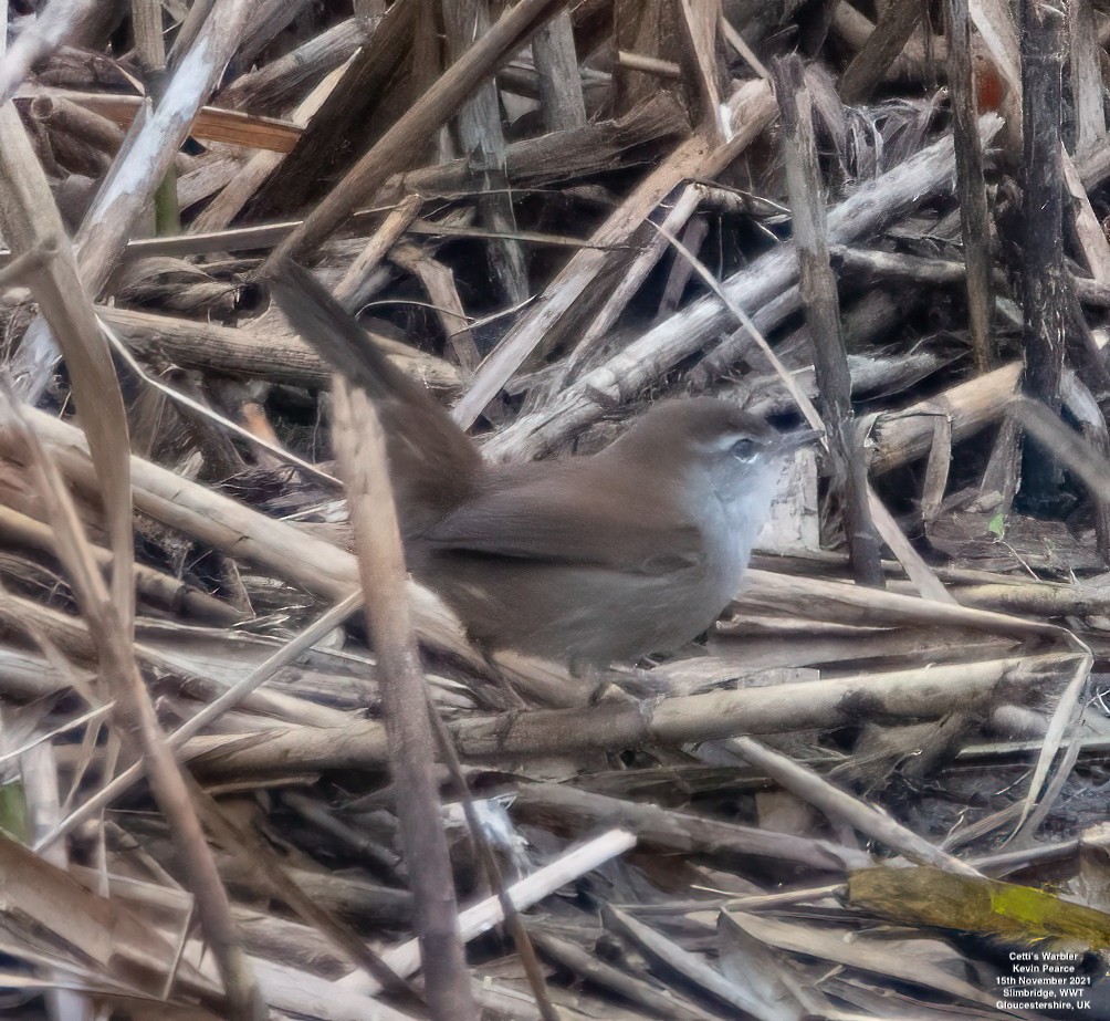 Cetti's Warbler - ML388932361