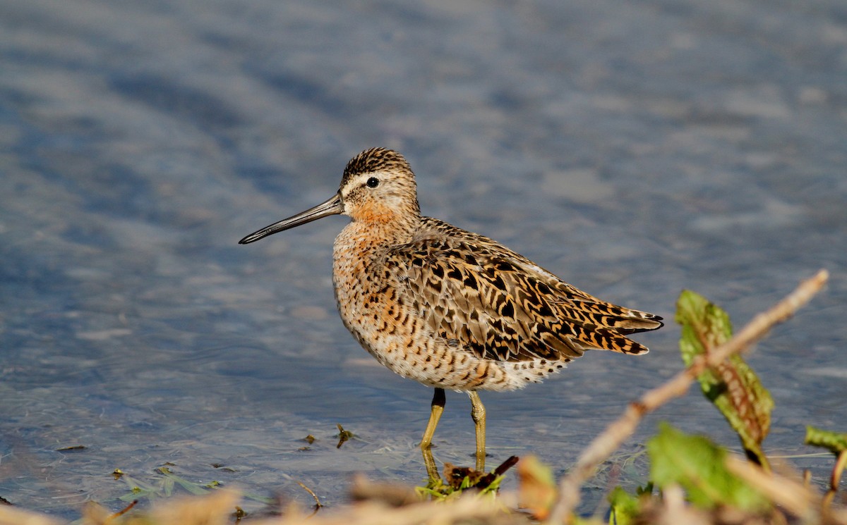 Short-billed Dowitcher - ML38893321