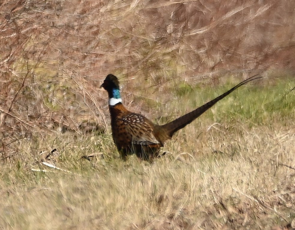 Ring-necked Pheasant - ML388934711