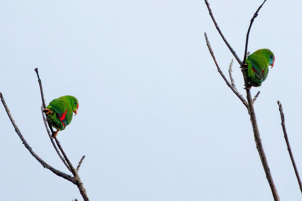 Philippine Hanging-Parrot - ML388935511