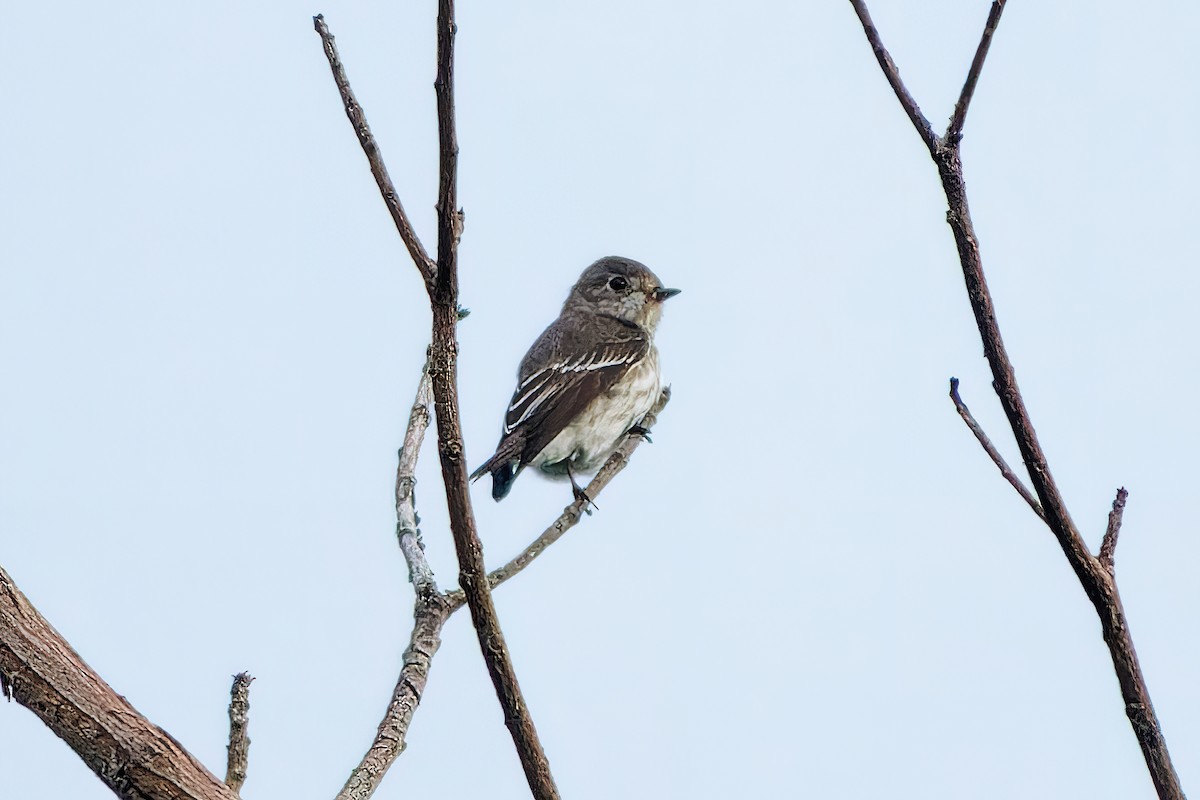 Gray-streaked Flycatcher - ML388935661