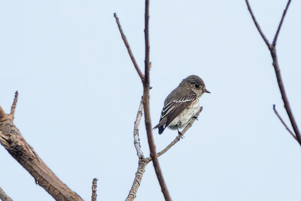 Gray-streaked Flycatcher - ML388935731