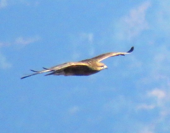 Common Buzzard - ML388937381