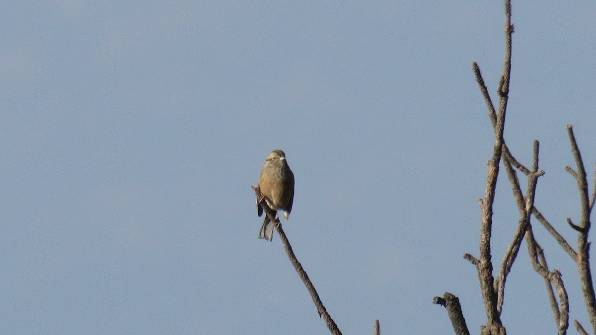 Rock Bunting - ML388937721