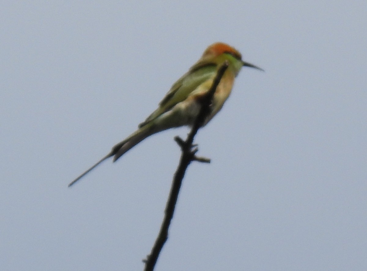 Asian Green Bee-eater - ML388939871