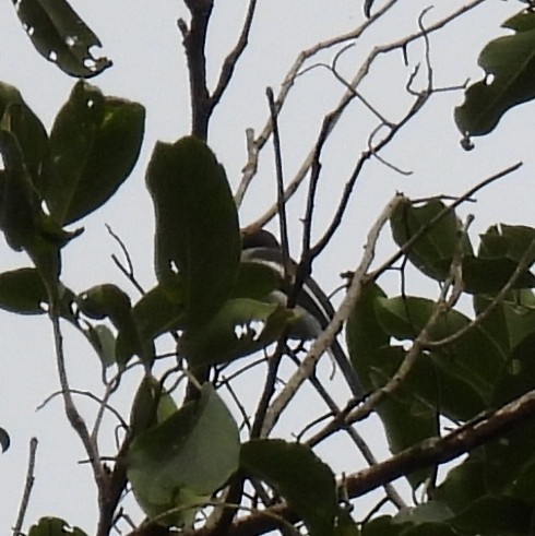 Bar-winged Flycatcher-shrike - ML388940201