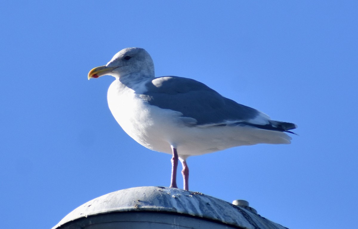 Western x Glaucous-winged Gull (hybrid) - Alexander deBarros