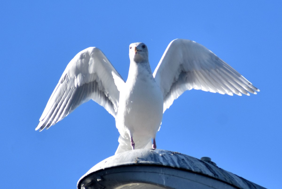 Western x Glaucous-winged Gull (hybrid) - ML388940331