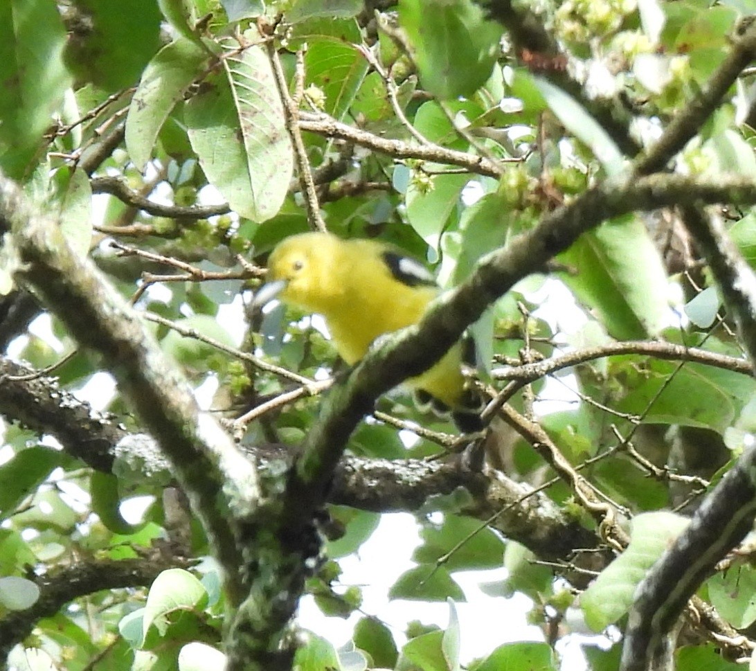 Common Iora - ML388940381