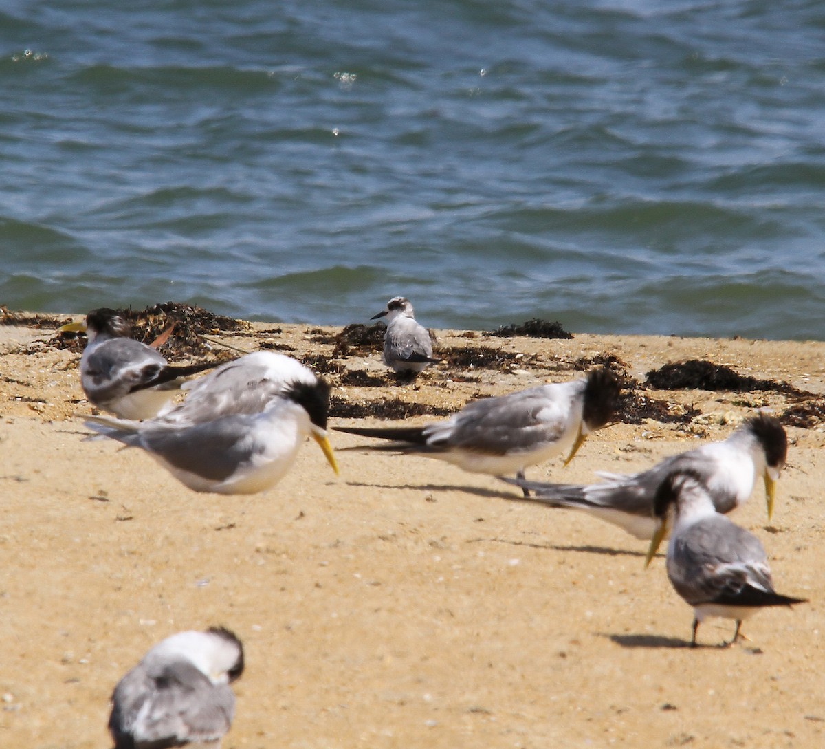 Arctic Tern - ML388940441