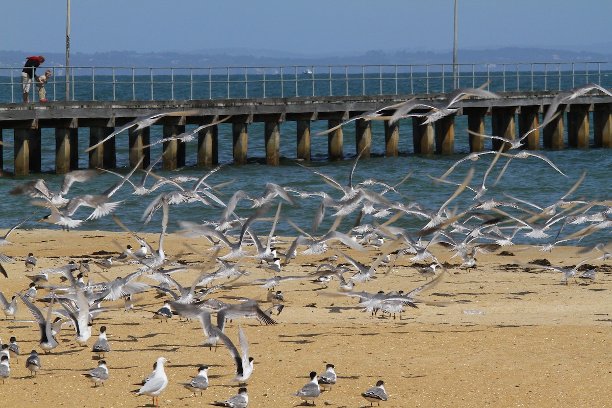 Great Crested Tern - ML388940521