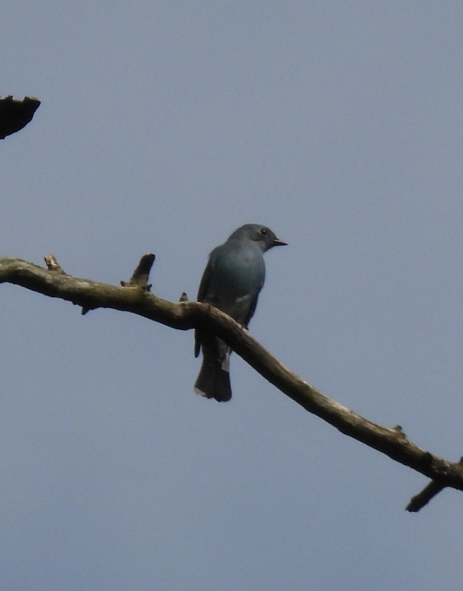 Verditer Flycatcher - ML388940621