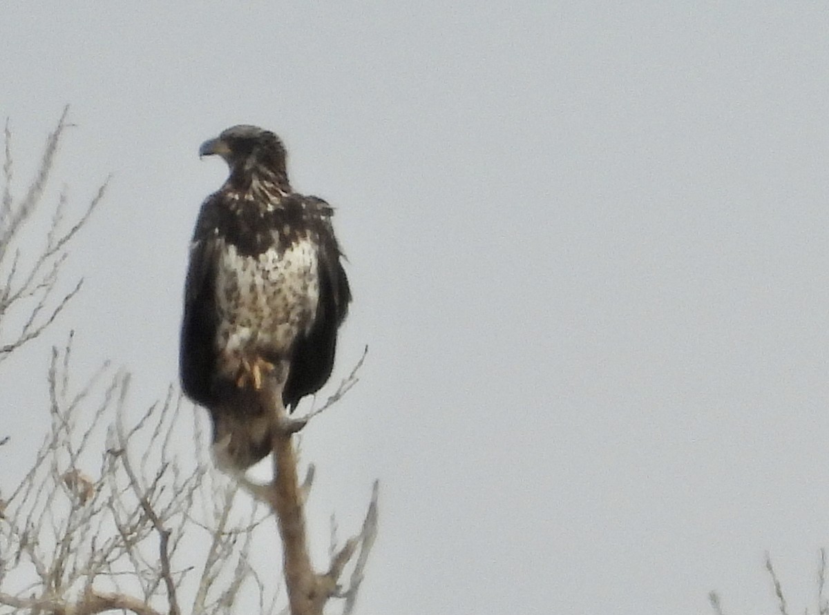 Bald Eagle - ML388940841