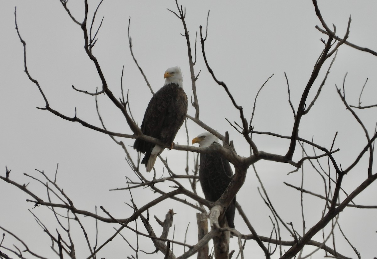 Bald Eagle - ML388940861