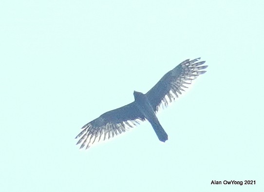 マダラチュウヒ - ML388941341