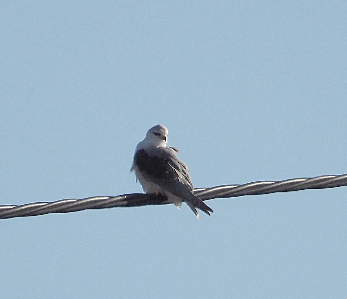 Black-winged Kite - Mario Arcas Martin