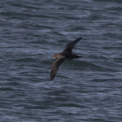 Short-tailed Shearwater - John Puschock