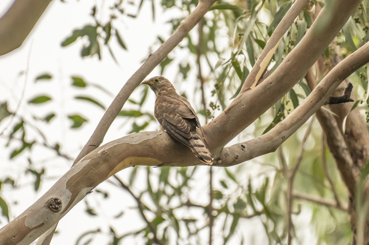 Common Hawk-Cuckoo - ML388942601