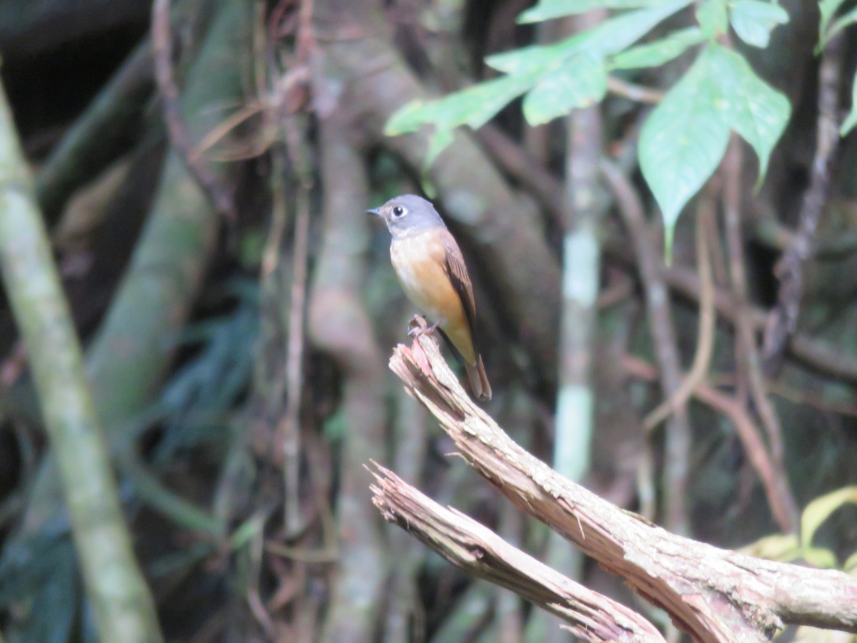 Ferruginous Flycatcher - ML38894261