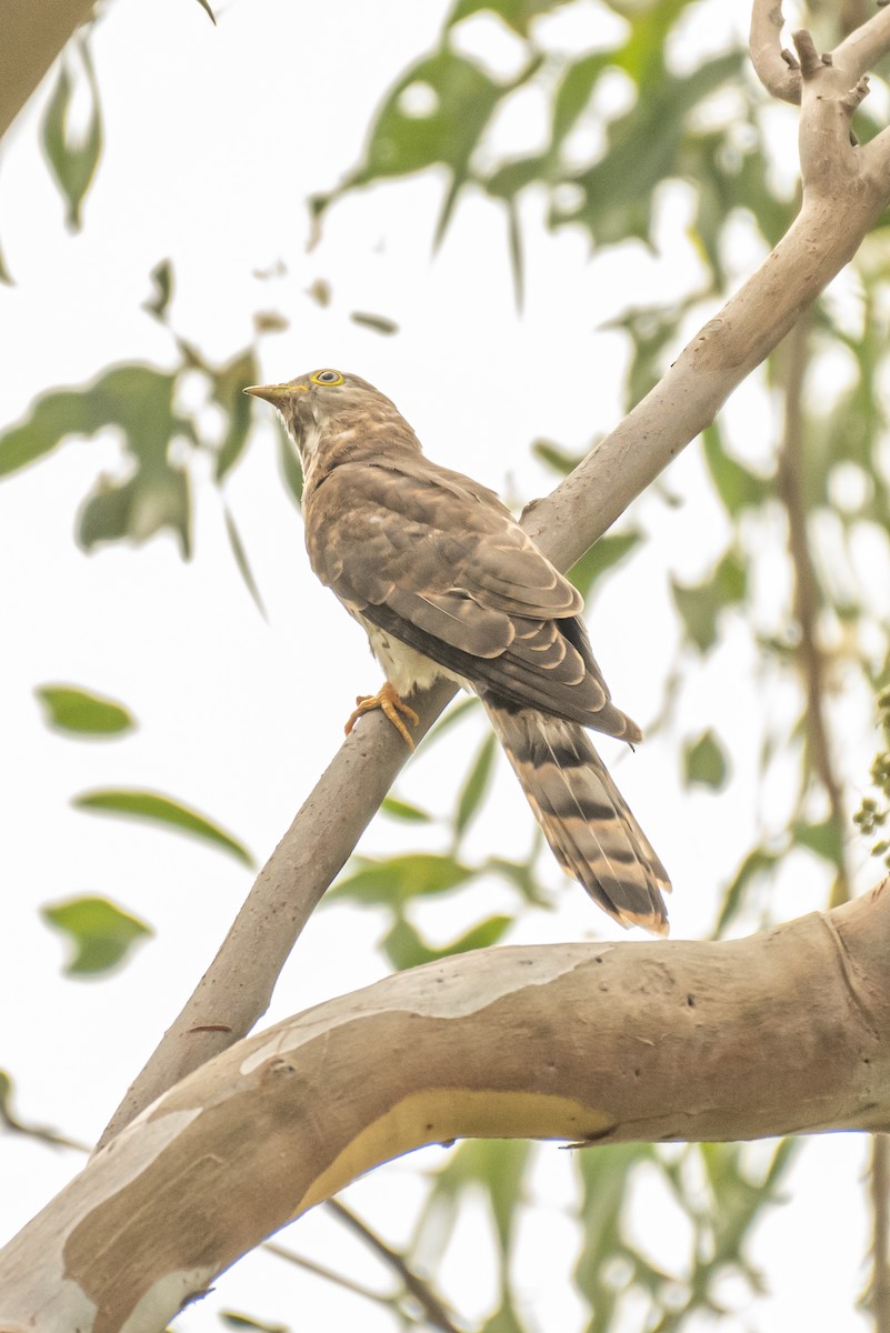 Common Hawk-Cuckoo - ML388942611