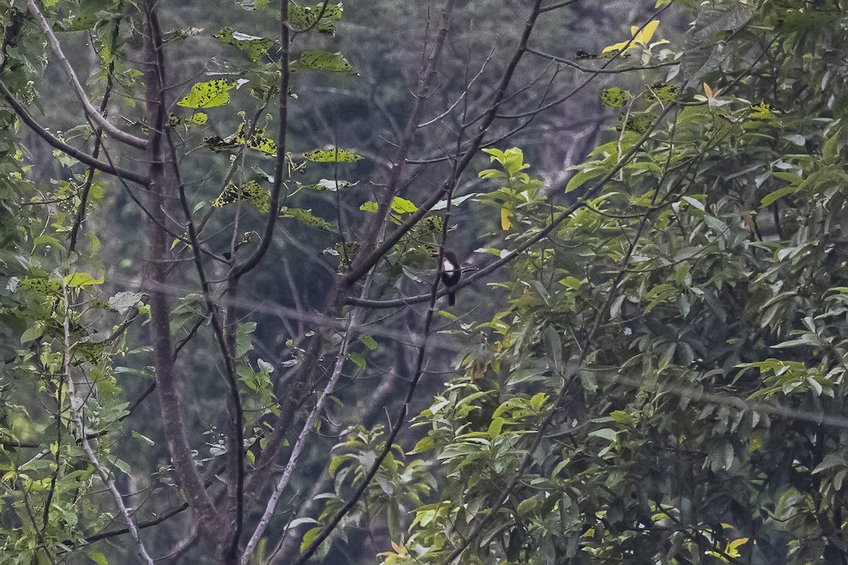 White-throated Kingfisher - Prabir Biswas