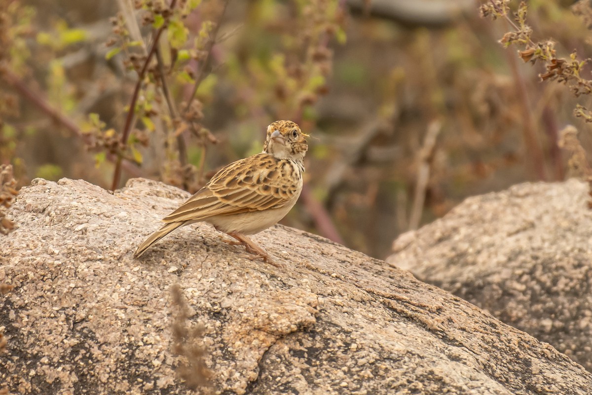 Indian Bushlark - ML388942881