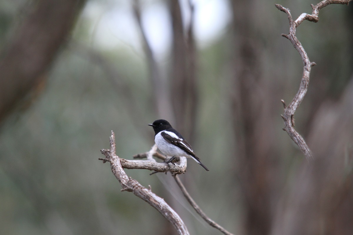 Hooded Robin - ML388943421